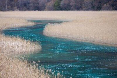 九寨沟芦苇海