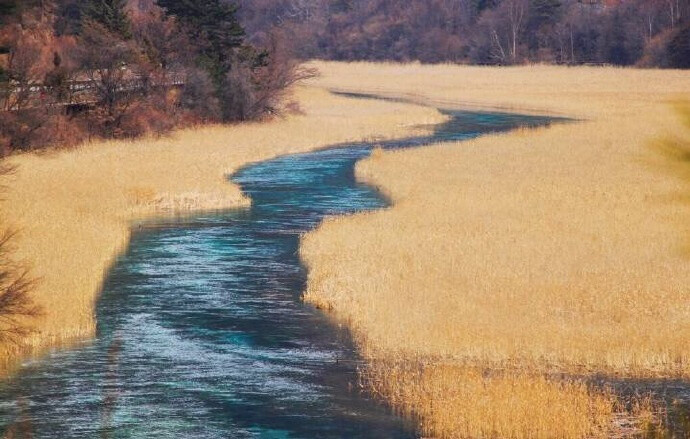 九寨沟芦苇海