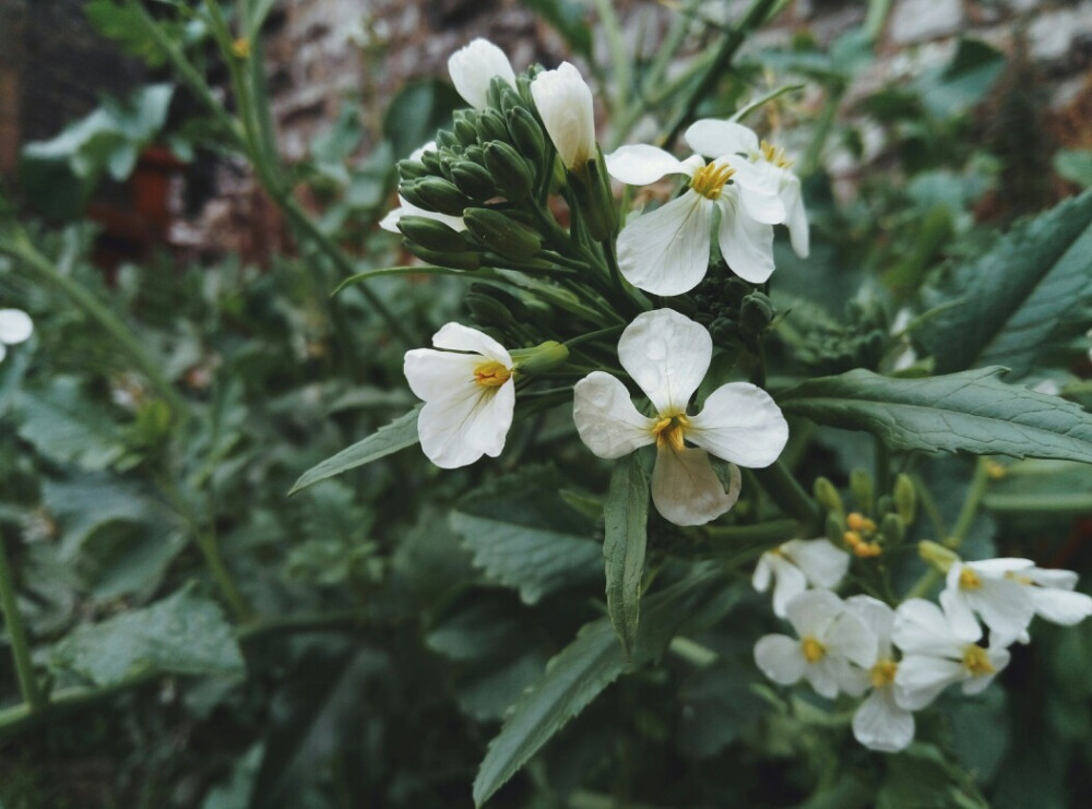 快一年了呢 萝卜花