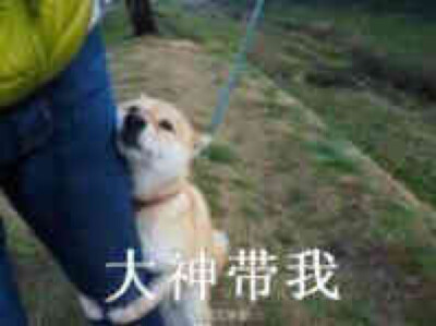 表情包 柴犬