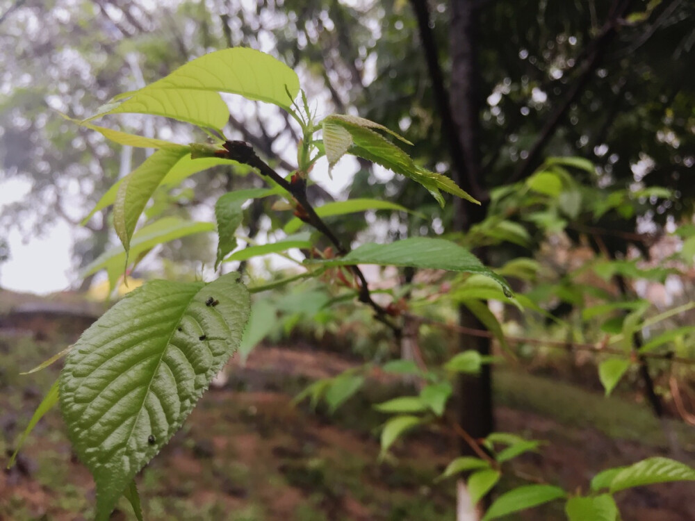 湿地公园。中国红樱开了又谢了，广州樱也在雨中相继开放，钟花樱花叶子太多，花儿呢？！