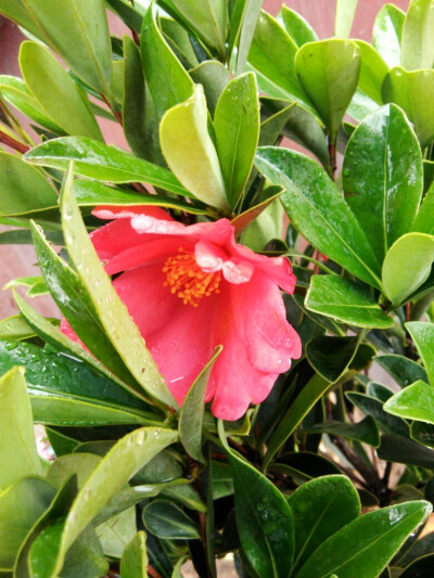 雨中茶花，一看就不是一般的花花~