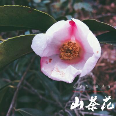 山茶花