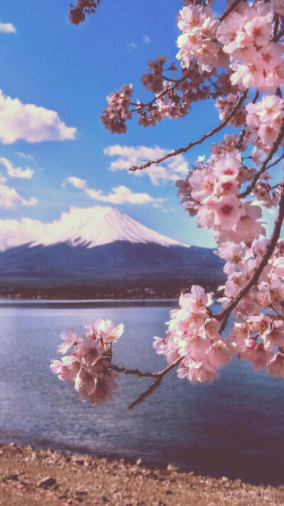 呐，陪我一起去富士山下樱花吧~凛酱i