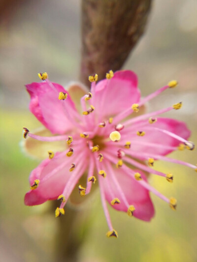 桃花