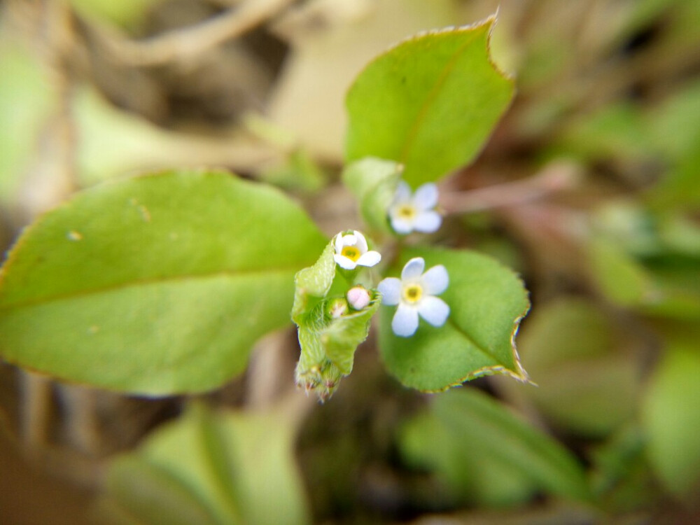 小蓝花