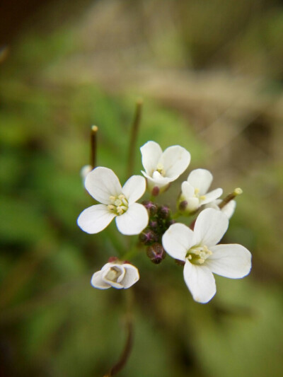 小白花