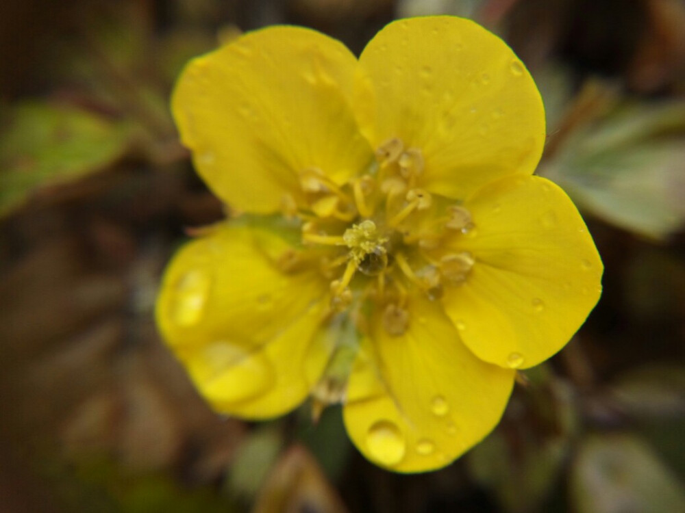 小黄花