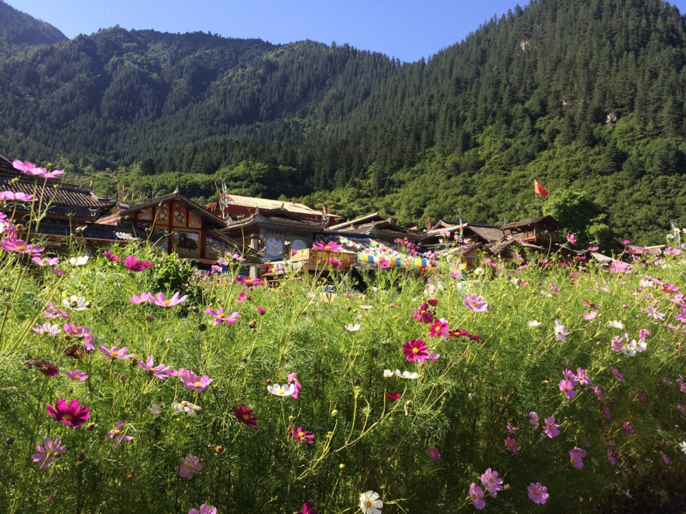 九寨沟的花儿