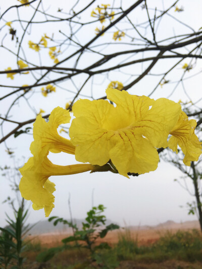 黄花风柃木