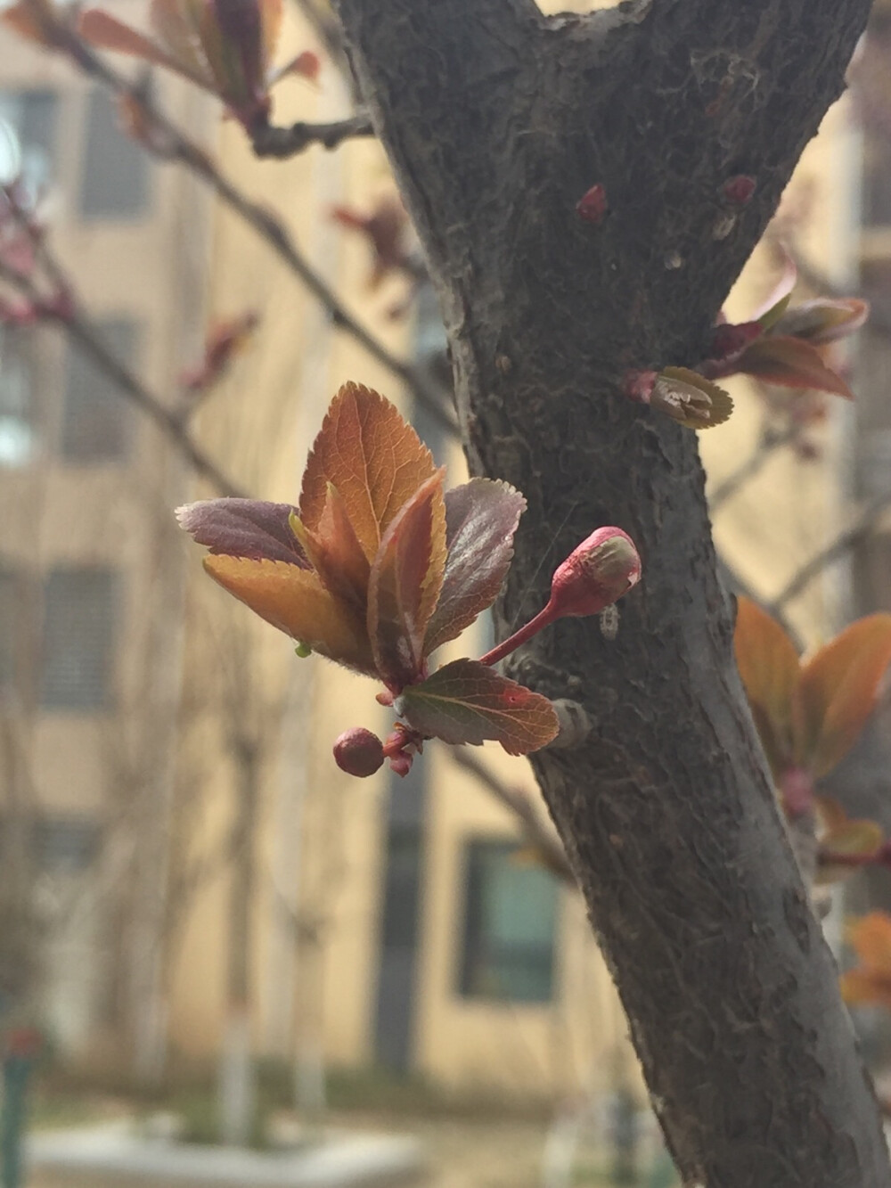 静谧花园