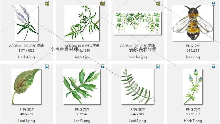 手绘水彩风清新绿色叶子蜜蜂紫色喇叭花PNG免扣设计素材png156