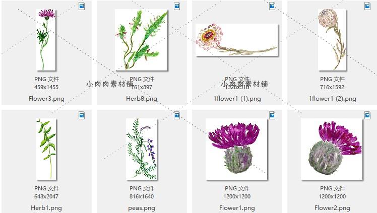 手绘水彩风清新绿色叶子蜜蜂紫色喇叭花PNG免扣设计素材png156