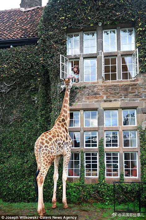 肯尼亚一家小旅馆，坐落在许多野生长颈鹿的栖息地……里面的住客每天可以迎接许多前来“讨食”的客人，简直不要太可爱~ ​​​​