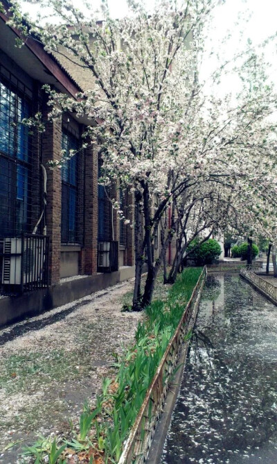 雨过花瓣落，唯美