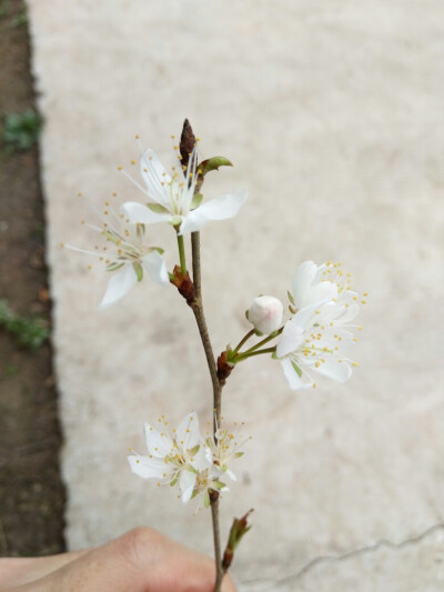 送你一朵小花花