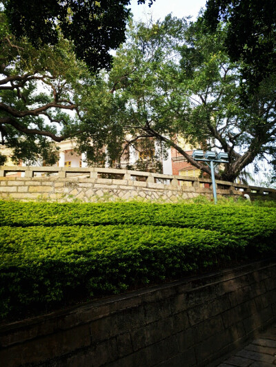 走走停停
吸引目光的是风景，也是生活
漫步鼓浪屿
厦门╳鼓浪屿