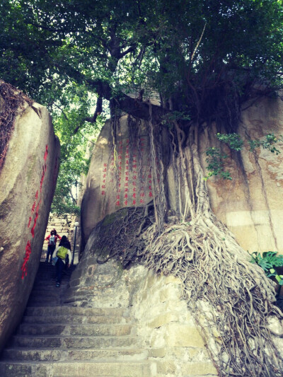 走走停停
吸引目光的是风景，也是生活
漫步鼓浪屿
厦门╳鼓浪屿