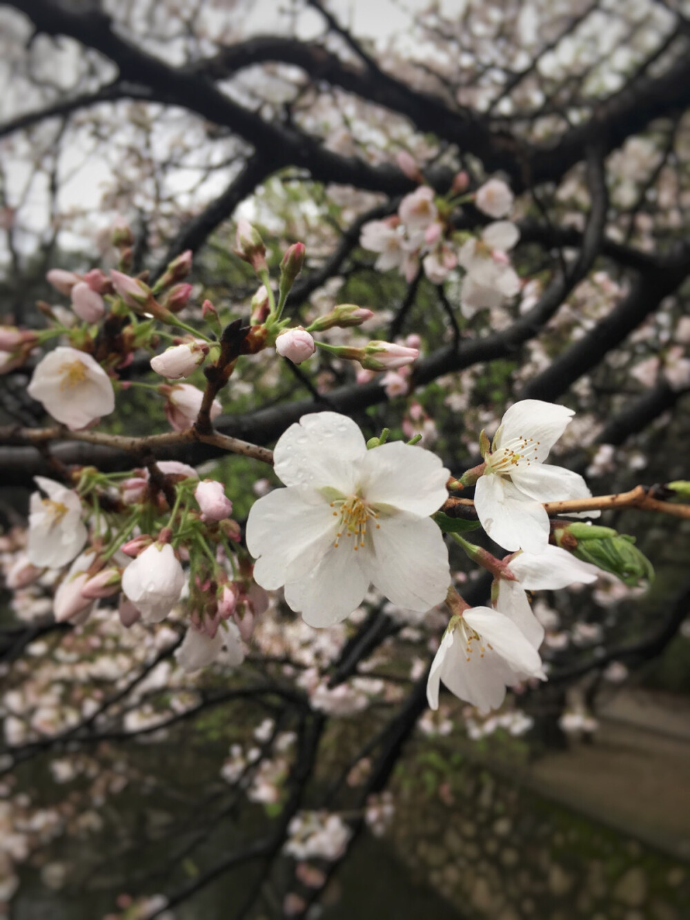 又是一年樱花节