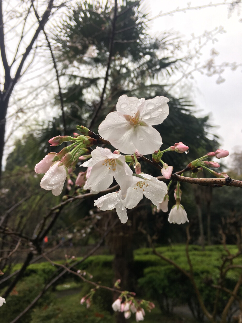 又是一年樱花节