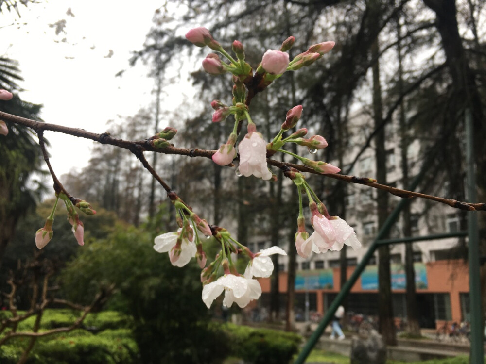 雨中樱