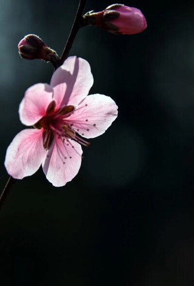 桃花开。