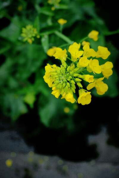 油菜花