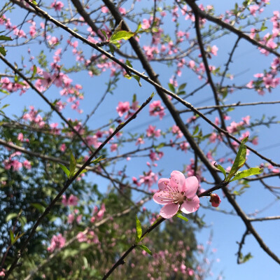 学校后山的桃花
春天的桃花粉粉的
苏的不行