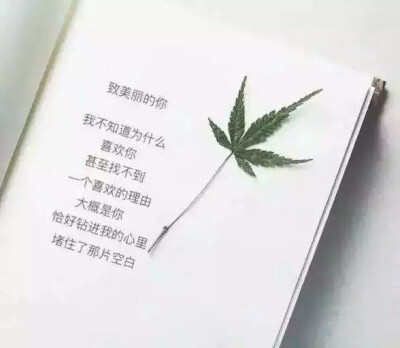 致美丽的你