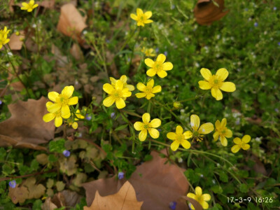 小黄花