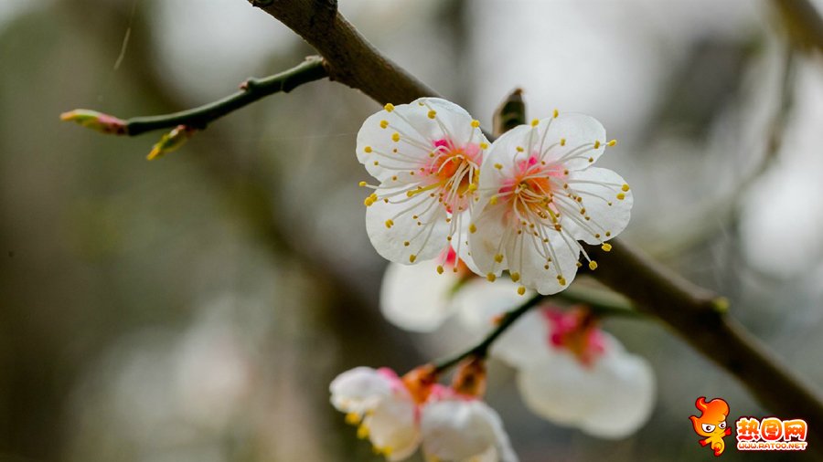 白色梅花图片