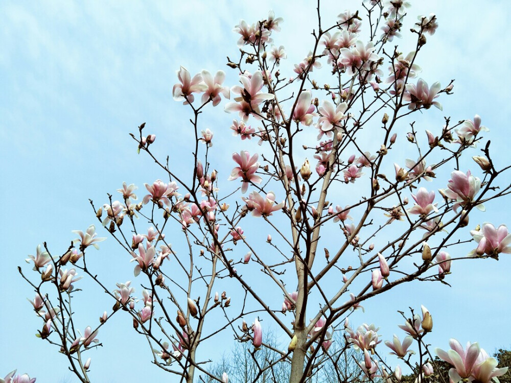 玉兰 《水岸聆音》