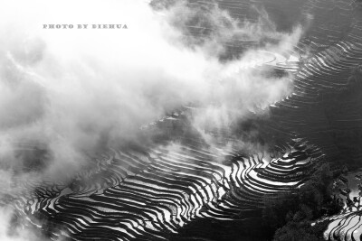 【蝶花】黑白线条 天青色等烟雨，而我在等你