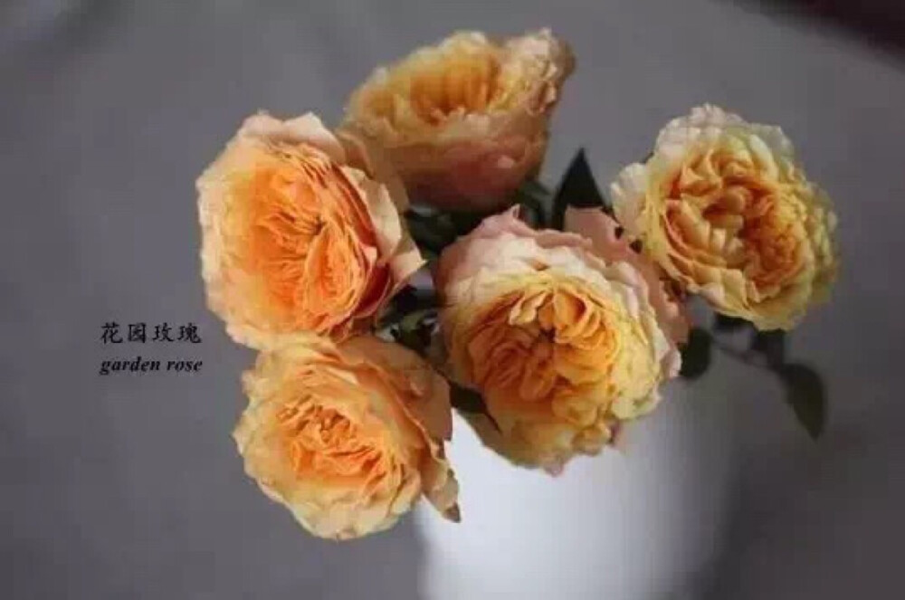 花材认知