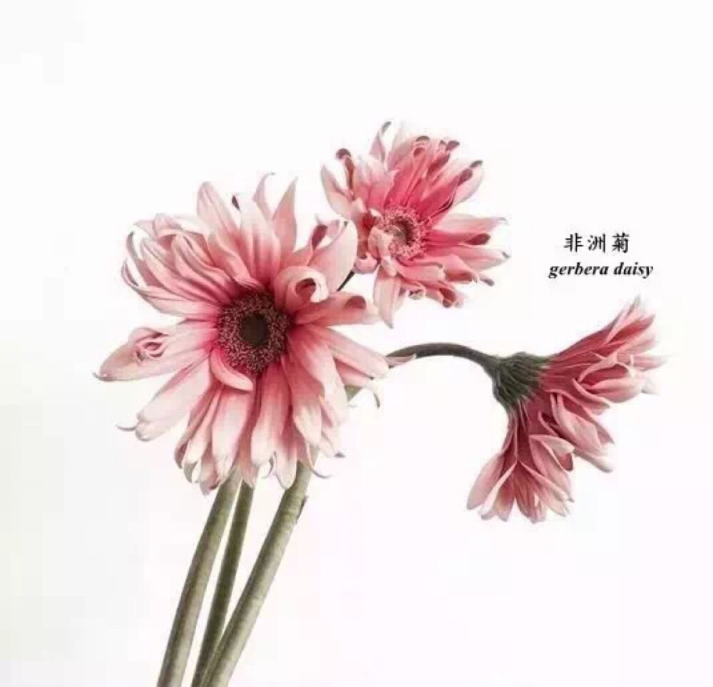 花材认知