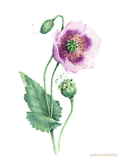 Watercolor Botanical Portrait of Flowers on Behance