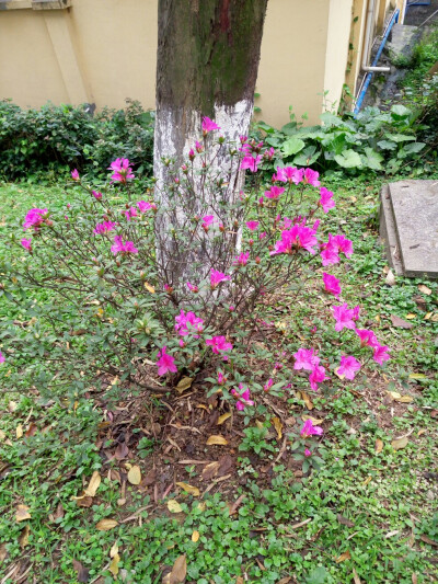 不一样的颜色，不一样的花朵
上面写的都是什么鬼