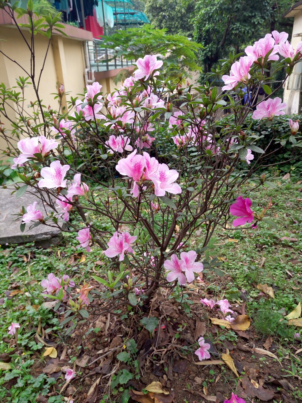 粉色的杜鹃花只有这一株哦～像白孔雀一样……一株独秀