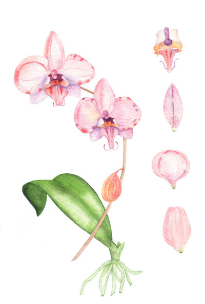 Pink orchid with watercolor on Behance