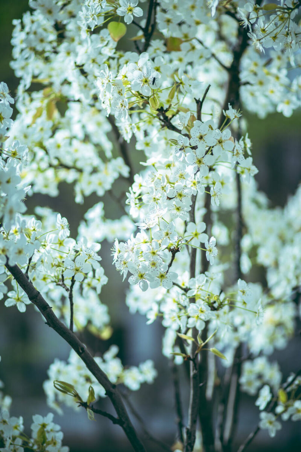 梨花一枝春带雨 … 