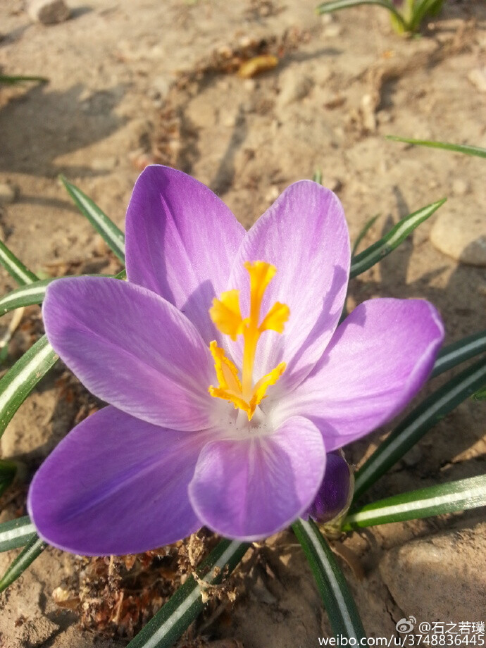 【石之若璞-花事-2016-3月】番红花——最早花的鸢尾科~