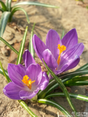 【石之若璞-花事-2016-3月】番红花——最早花的鸢尾科~