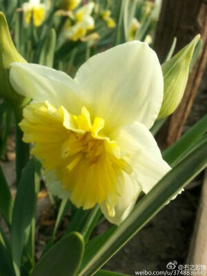 【石之若璞-花事-2016-3月】洋水仙~