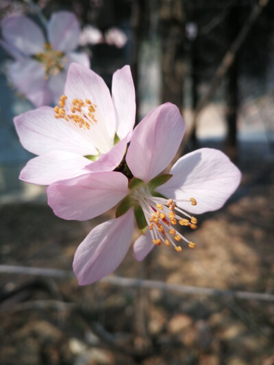 春桃花