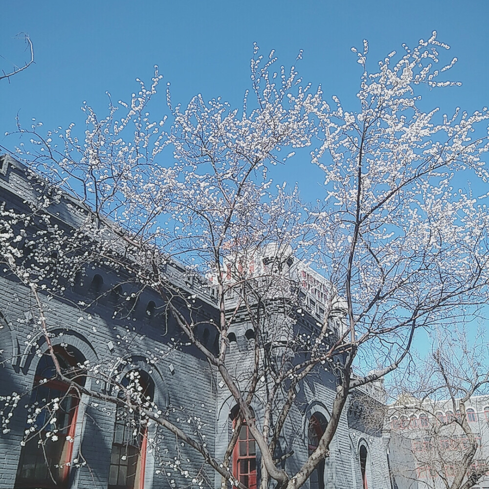 潞河中学春景