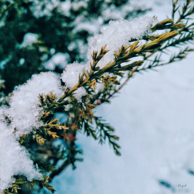 落雪的小松树