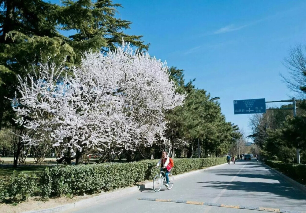 你是我心之所向——北京大学