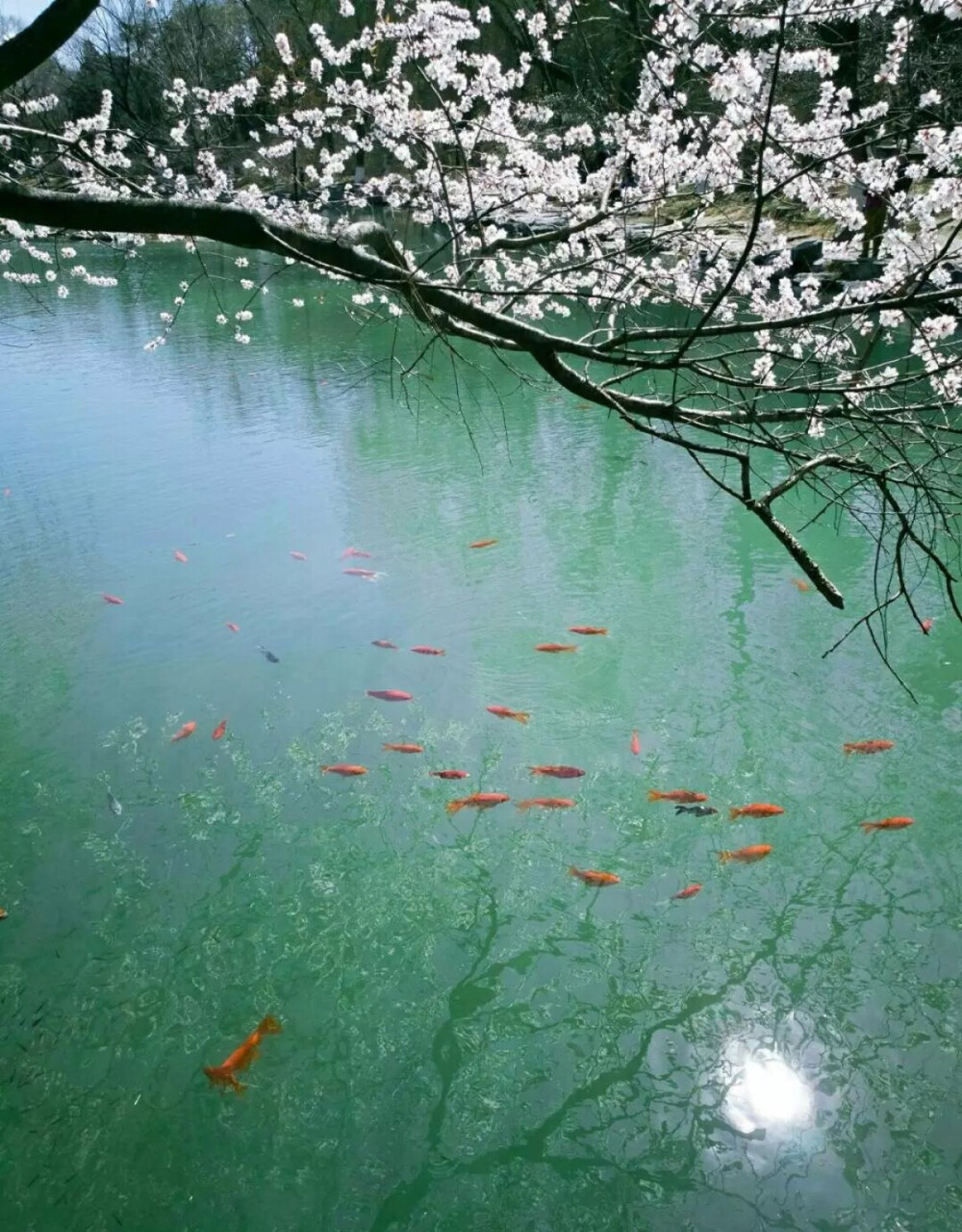 你是我心之所向——北京大学