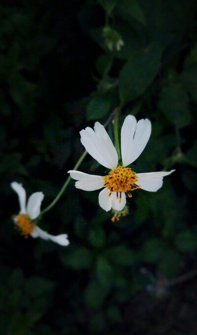 路边的野花不要采