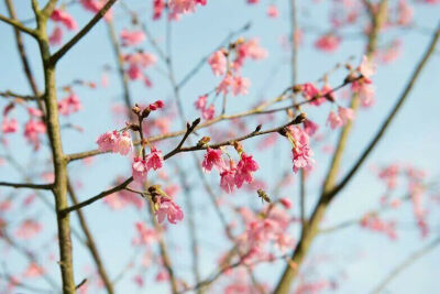 小清新 樱花